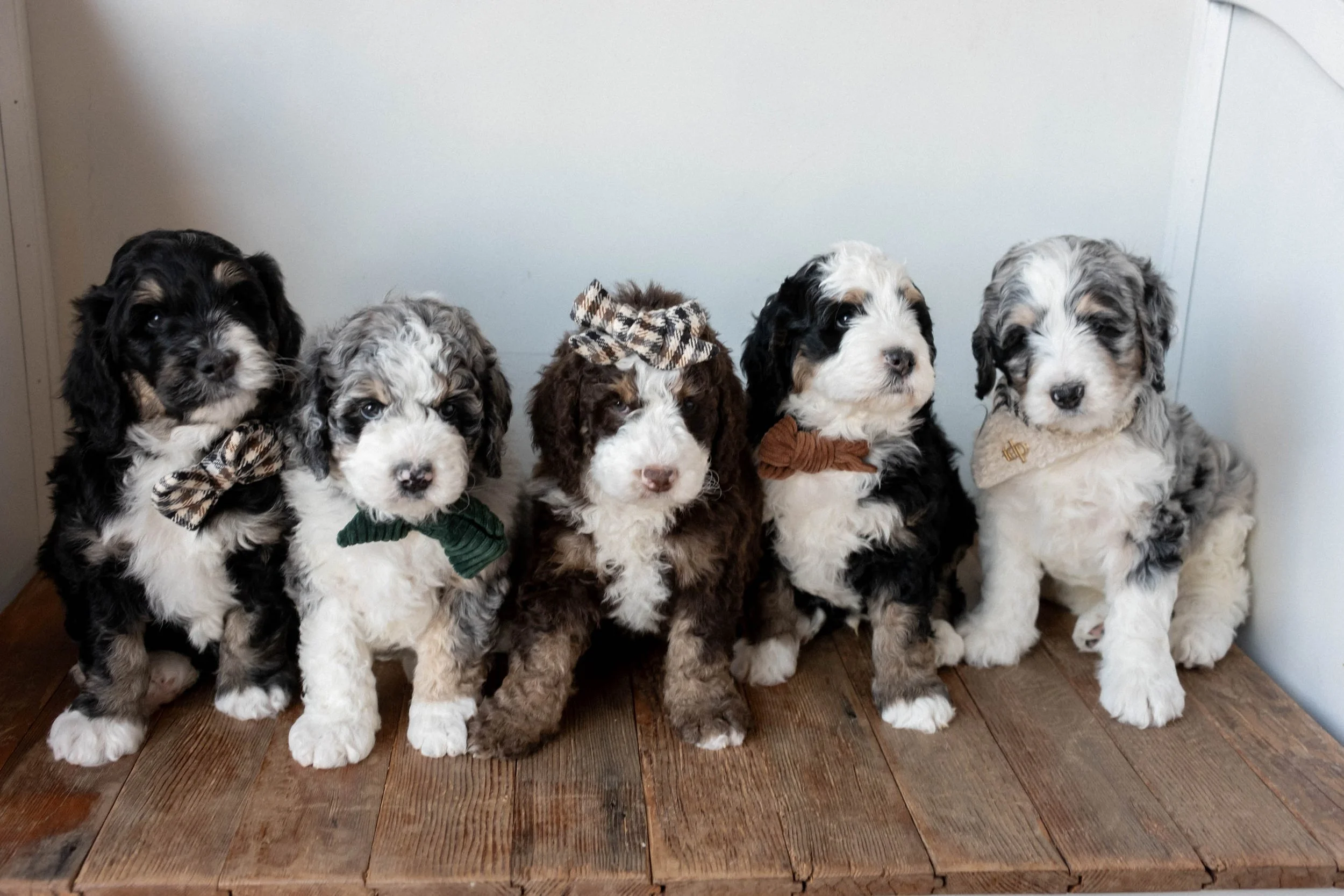 Past Litters in Phoenix, AZ | Daisy Mountain Doodles